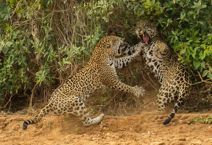 Joe McDonald from the United States watched  a female jaguar attack a male companion near a river in Brazil