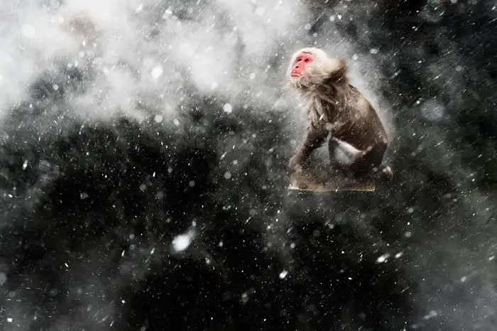 “Snow moment” — Jasper Doest of the Netherlands captured  a Japanese macaque jumping on a rock in a hot spring