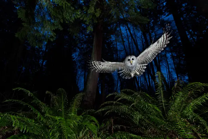 the-flight-path--stefanison-was-also-recognized-for-his-photo-of-a-female-barred-owl-swooping-in-front-of-red-cedar-trees-and-ferns-in-british-colombia