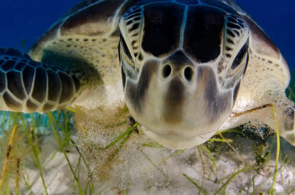 dive-buddy--luis-javier-sandoval-of-mexico-documented-the-endangered-green-turtle-on-the-beaches-of-the-yucatan-peninsula-near-cancn.jpg