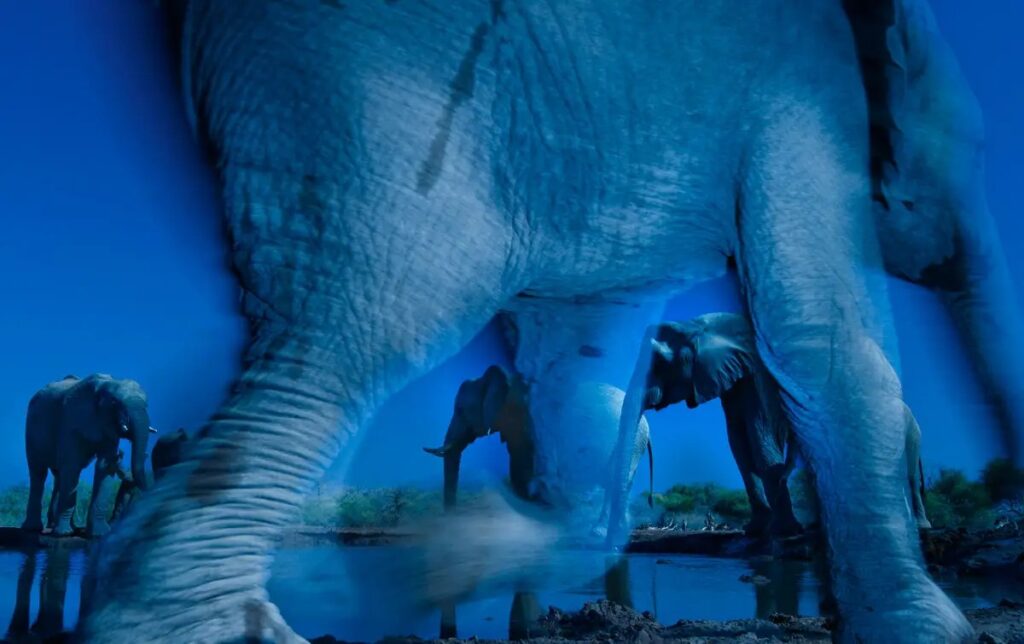 essence-of-elephants--greg-du-toit-of-south-africa-won-the-wildlife-photographer-of-the-year-award-for-this-shot-of-african-elephants-taken-at-a-waterhole-in-botswanas-northern-tuli-game-reserve.jpg