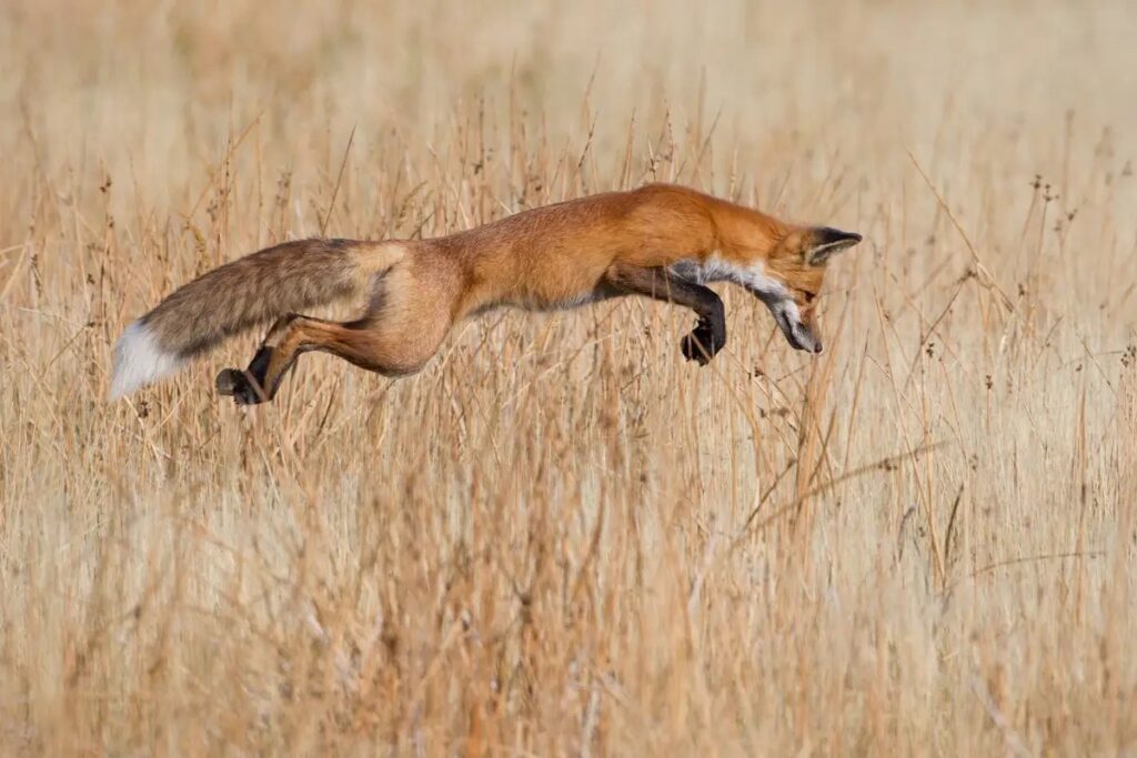 lucky-pounce--connor-stefanison-from-canada-photographed-this-fox-seconds-before-it-was-about-to-pounce-on-a-mouse-in-wyomings-yellowstone-national-park