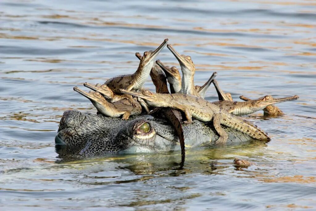 mothers-little-headful--udayan-rao-pawar-14-from-india-photographed-a-female-gharial-crocodile-in-the-chambal-river-while-balancing-several-hatchlings-on-her-head.jpg