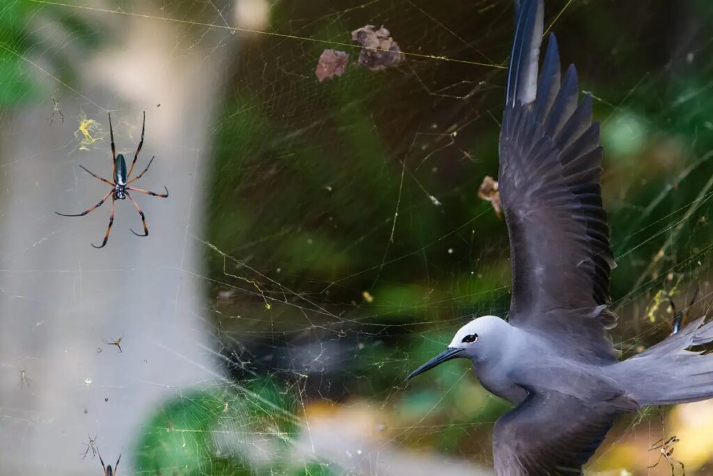 sticky-situation--isak-pretorius-from-south-africa-found-a-lesser-noddy-a-bird-that-flies-to-an-island-in-the-seychelles-to-breed-entangled-in-the-large-web-of-a-red-legged-golden-orb-web-spiders-the-female-spiders-ca