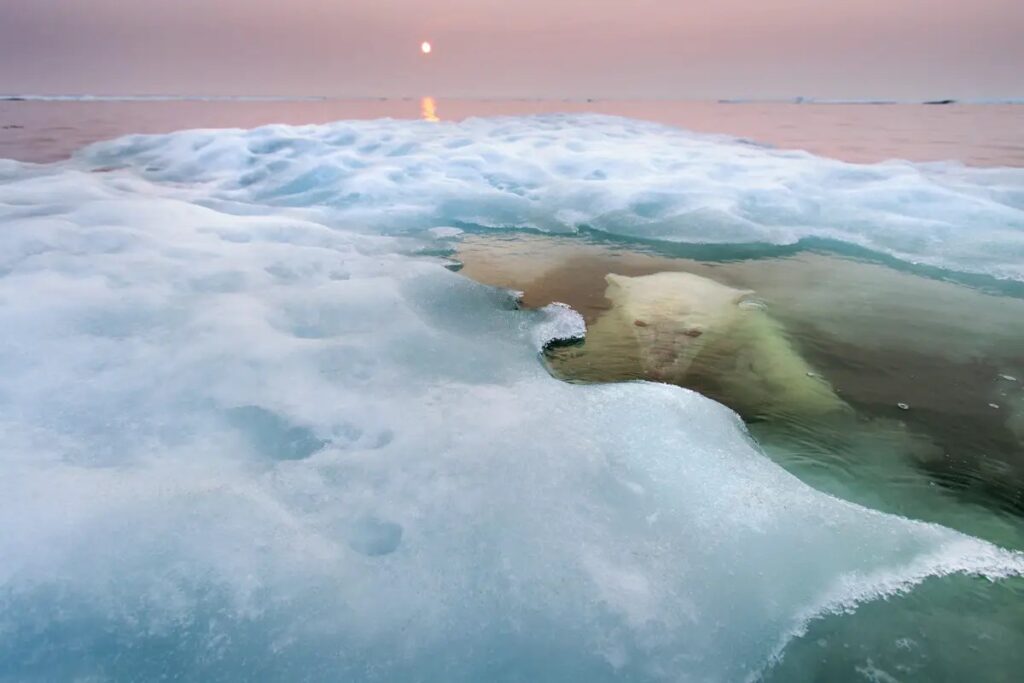 the-water-bear--american-paul-souders-took-his-zodiac-boat-to-hudson-bay-in-canada-during-mid-summer-and-waited-patiently-for-this-polar-bear-first-spotted-on-sea-ice-about-30-miles-offshore-to-slip-into-the-water